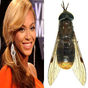 Bootylicious Fly Gets Named BeyoncÃ©