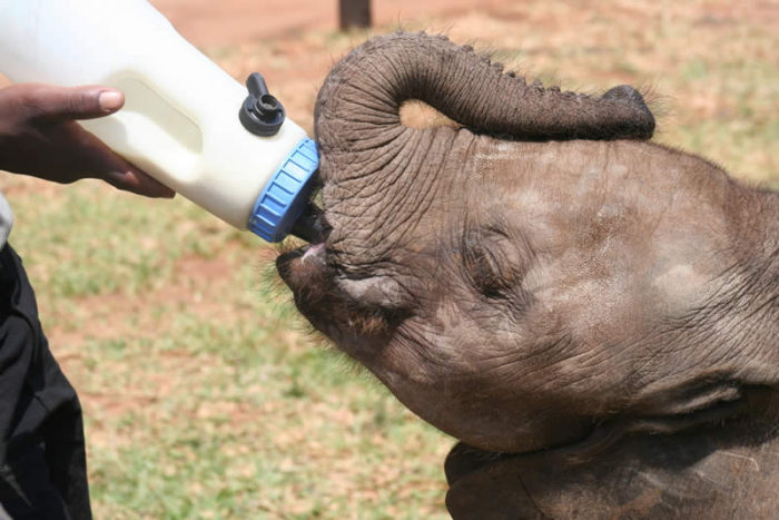 calf Feeding